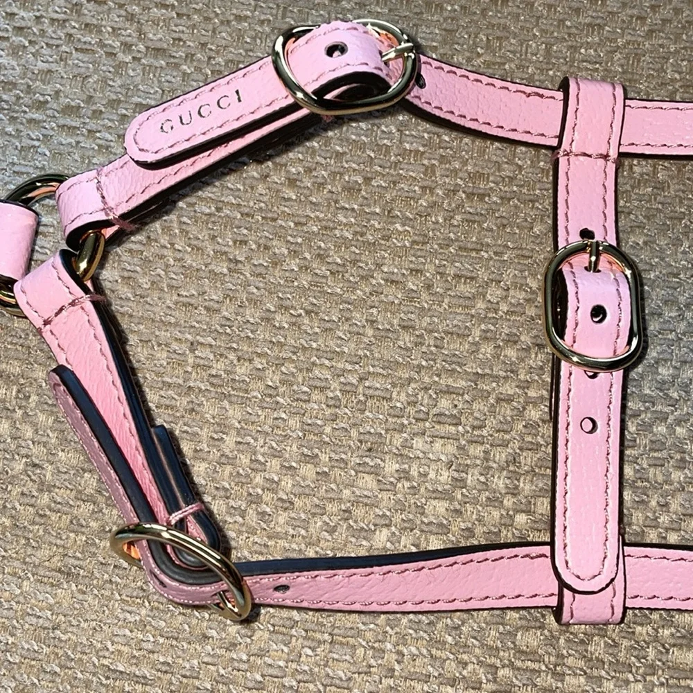 New Gucci dog leash/harness